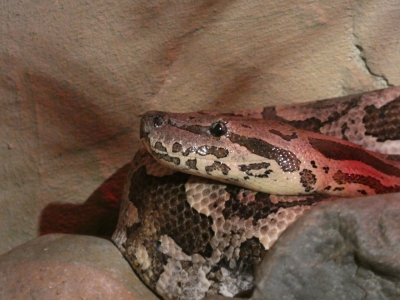 Dumerils Madagaskar-boa - De Zonnegloed - Dierenpark - Dieren opvangcentrum - Sanctuary